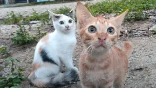 Cute Kitty Exercise In Village 😻 Good Nice for Activities 