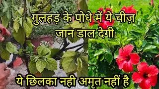 Marte hue Gulhad ke podhe me bhi Jaad daal degi ye Chilka|Best Organic Fertilizer for Hibiscus