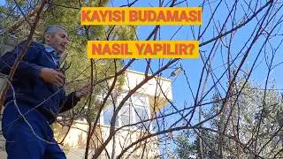 Shape Pruning in Apricot