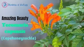 Honeysuckle plant|Honeysuckle|cape honeysuckle plant |Tecomaria capensis|Gardening