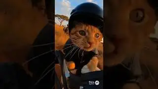 A CAT running out in a Florest! #florest #cat #motorcycle #sora2