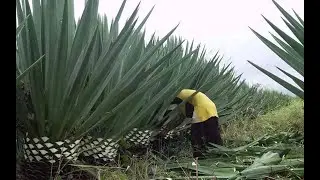 The Life Cycle of Sisal | Modern Agriculture Cultivation and Harvest | Sisal Rope Production Process