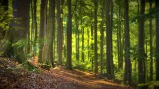 🌳 4K - Relaxing Nature Sounds For Stress Relief, Forest Sounds, Bird Song, ASMR