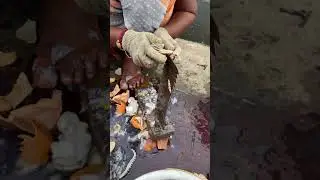 KASIMEDU LADY SEA SNAIL 🐌 CUTTING 🔥