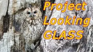 Project Looking Glass