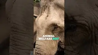 Thailand's Elephant Tourism: HARMFUL Tradition or Necessary EVIL?