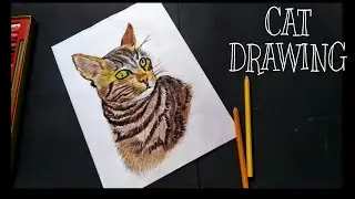 How to draw a cat/cat sketch/Realistic cat drawing/How to draw cat step by step/sipriart/How to draw