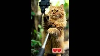 The camera is an orange cat|කැමරා මං තැඹිලි පාට පූසා❤️#cat#catvideos#dog#catviral #skits