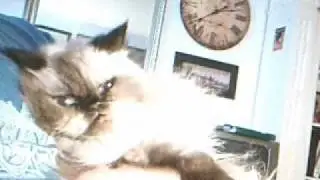 Candy Jenkins the movie.wmv