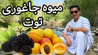 فصل میوه در جاغوری زیبا#توت_توت#زردالو#انگوری#کابل_زیبا#افغانستان 🇦🇫