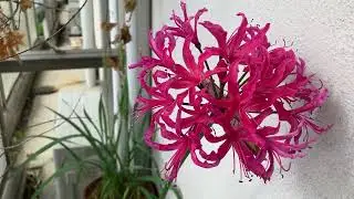 20241116 今年もネリネの花が咲きました