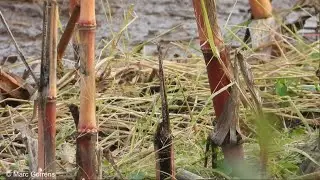 Foeragerende rietgors verscholen in maisveld Kleine Netevallei Varenheuvel Zandhoven 1 nov 2021