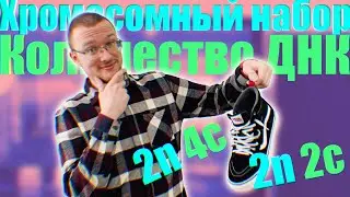 Хромосомный набор (n) | Количество молекул ДНК (c) 🧬 Понятный разбор