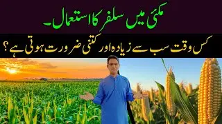 Maximizing Corn Yield with Proper Sulfur Supply | Cyber Agri Extension |