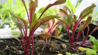 Starting the Fall Vegetable Garden Inside under grow lights