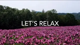 &ldquo;Soothing Field Breeze 🌸 ASMR &mdash; Gentle Wind Through Flowers & Grass for Deep Sleep and Relaxation&rdquo;