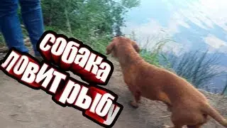 Прикол на рыбалке//КАК СОБАКА ЛОВИТ РЫБУ ?
