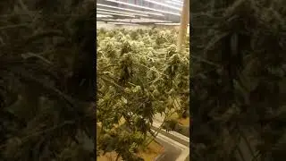 Indoor growling for Cannabis