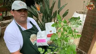 Framboesa | Como Cultivar em Vaso no Pomar em Casa