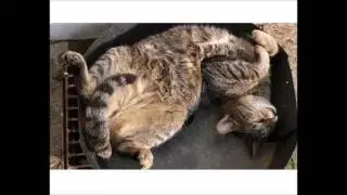 Funny cats sleeping compilation