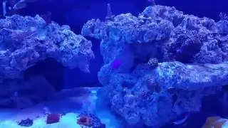125 gallon reef tank @ 7 weeks