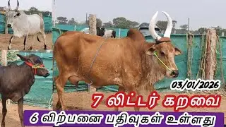 #sales வாங்க 💖 அட்டகாசமான விற்பனை பதிவுகள் #7 லிட்டர் & 1 லட்சம் விலையில் 27 ஆயிரம் வரை#cow #agரி 💥🔥
