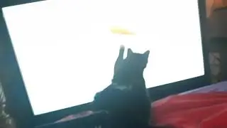 Herr Tommy T&uuml;toes vs digital goldfish