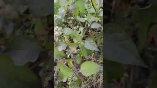 Обалденное варенье получается из этой ягоды! Паслён (поздника, вороняжка,бздника)//nightshade