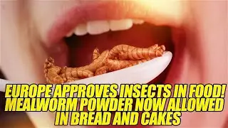 Europe Approves Insects in Food! Mealworm Powder Now Allowed in Bread and Cakes