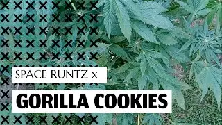 Seed Collection, Space Runtz, Rozalicious, - Flowering Week 1 - Spider Farmer SF-1000 - Cannabis