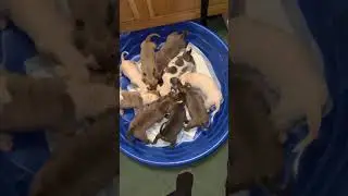 KingDutch Kennels