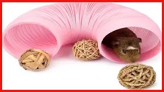 Niteangel Small Animal Foldable Play Tunnel with Fun Toys, 5 9 x 31 5 inches for Guinea Pigs