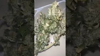Autoflower Diesel Plant #grow #plant #marijuanacommunity #marijuanagrowers #project #shorts