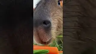 Capybara Eating ASMR 🐾🥒 #shorts