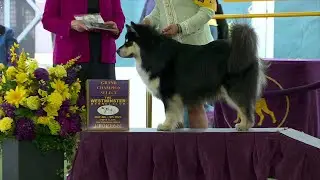 Finnish Lapphunds | Breed Judging 2023
