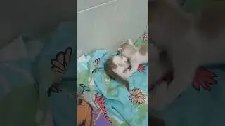 little car fight pt.5, super naughty #kitten #cutecat #fight