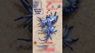 Blue Sea Dragon: The most sea bizarre creature! #shorts #short