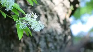 Close Up Video Of White Flowers on Forest
