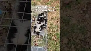 How To Properly Remove A Skunk Caught In An Open Wire Cage Trap.