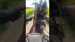 SLOW MOTION GALLOPING HORSE (tiktok)