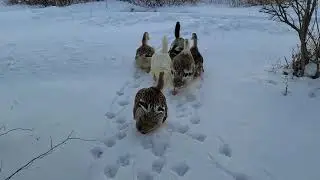 Silver Appleyard Ducks Headed Out for a Swim