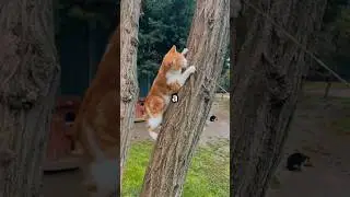 A Cat's Whisker-tastic Adventure!#Cats #Adventure #DisneyPixar #Animation #CatLovers #FamilyFun