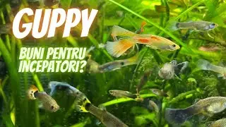 SUNT GUPPY PESTII PERFECTI PENTRU INCEPATORI?