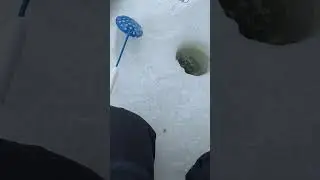 Есть 🤣 #рыбалканафорель #рыбалканафидер #fishing #платники #рыбалка #icefishing #форельнаплатнике