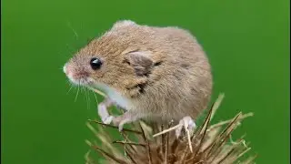 Navigating Twilight Waters: The Endangered Journey of the Salt Marsh Harvest Mouse