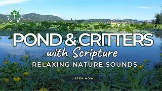 Relaxing Nature Sounds (NO MUSIC) with Scripture | Relaxation, Focus, Sleep | Crickets Frogs Birds