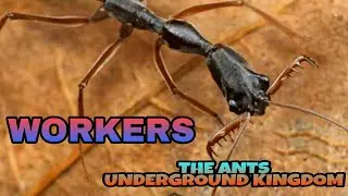 THE ANTS UNDERGROUND KINGDOM - GIANT TOOTH WORKER LIFE DESCRIPTION.