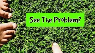 Most Lawns Have This Problem, Does Yours?