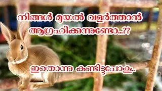 Rabbit farming | നിങ്ങൾക് മുയൽ വളർത്താൻ ആഗ്രഹം ഉണ്ടോ??