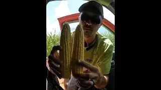 300 Bushel Corn? Estimating corn yields(7/31/2023)